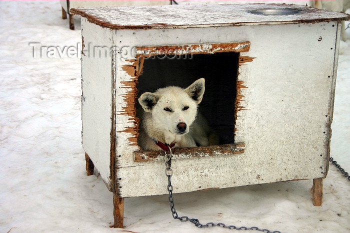 alaska103: Alaska - Skagway: dogsled camp at Denver Glacier - dog house with tenant (photo by Robert Ziff) - (c) Travel-Images.com - Stock Photography agency - Image Bank