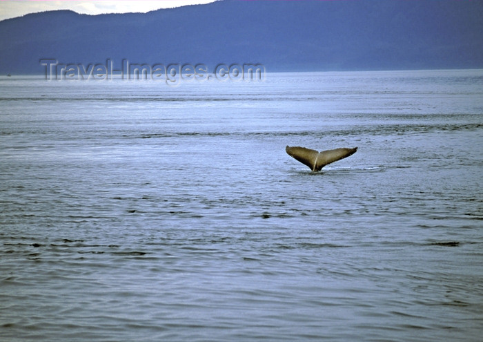 alaska106: Alaska - Juneau: whale - tail (photo by A.Walkinshaw) - (c) Travel-Images.com - Stock Photography agency - Image Bank