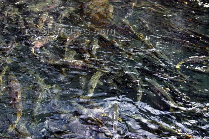 alaska132: Alaska - Juneau: salmon running (photo by Robert Ziff) - (c) Travel-Images.com - Stock Photography agency - Image Bank