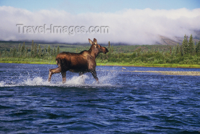 alaska134: Brooks range, Alaska: a moose crossing Kobuk river - photo by E.Petitalot - (c) Travel-Images.com - Stock Photography agency - Image Bank