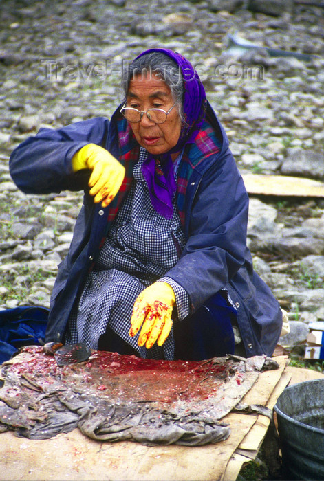 alaska137: Brooks range, Alaska: Athabascan old woman preparing salmon - photo by E.Petitalot - (c) Travel-Images.com - Stock Photography agency - Image Bank