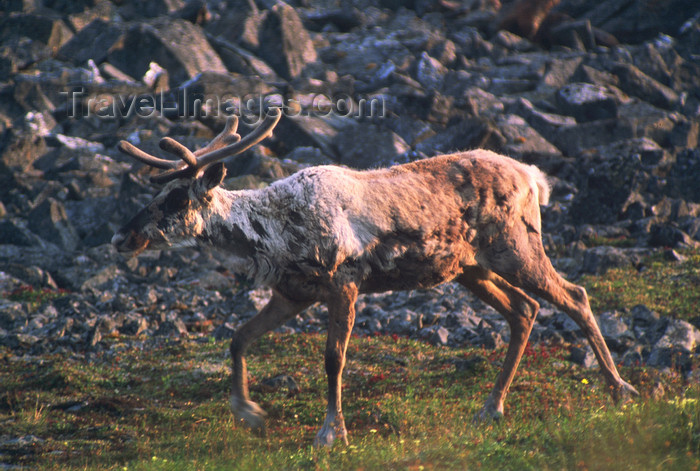 alaska141: Brooks range, Alaska: migration of caribou - photo by E.Petitalot - (c) Travel-Images.com - Stock Photography agency - Image Bank