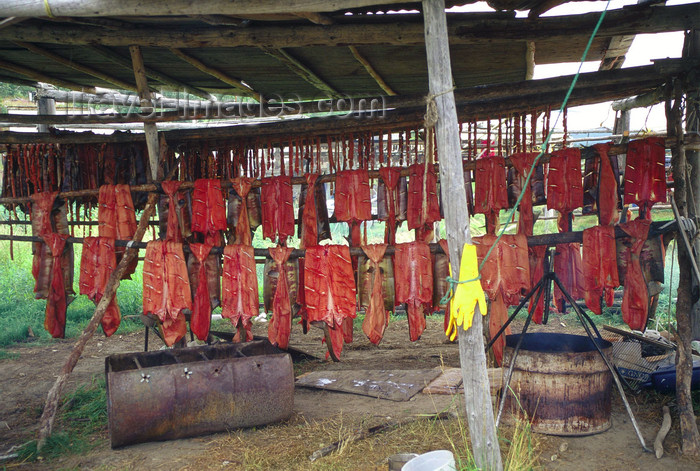 alaska143: Brooks range, Alaska: drying and smoking salmons - photo by E.Petitalot - (c) Travel-Images.com - Stock Photography agency - Image Bank