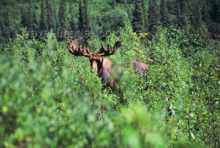alaska149: Brooks range, Alaska: moose in the bush along the Kobuk river - photo by E.Petitalot - (c) Travel-Images.com - Stock Photography agency - Image Bank