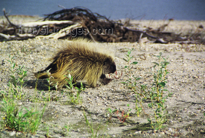 alaska152: Alaska - North - Brooks range - porcupine walking on a sand bank of a river - photo by E.Petitalot - (c) Travel-Images.com - Stock Photography agency - Image Bank