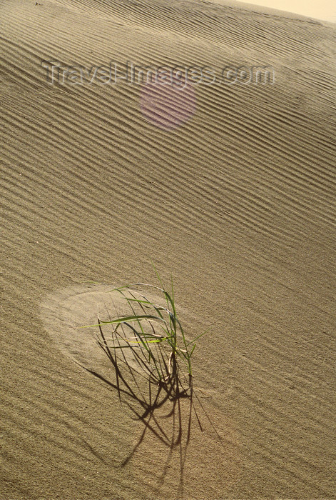 alaska155: Brooks range, Alaska: a plant of grass in the Kobuk sand dune - photo by E.Petitalot - (c) Travel-Images.com - Stock Photography agency - Image Bank