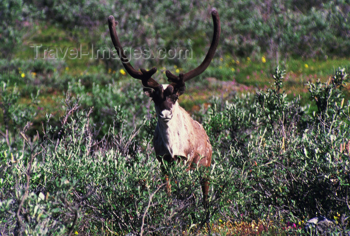 alaska157: Brooks range, Alaska: young caribou - photo by E.Petitalot - (c) Travel-Images.com - Stock Photography agency - Image Bank