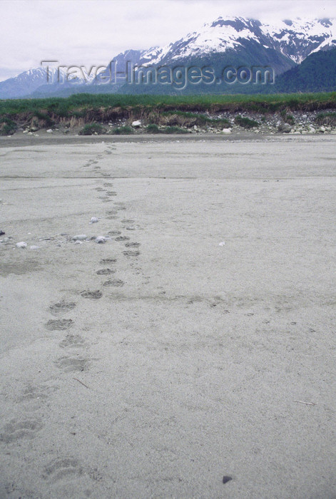 alaska158: Alaska - Glacier bay - tracks of a large bear on a sand bank - photo by E.Petitalot - (c) Travel-Images.com - Stock Photography agency - Image Bank