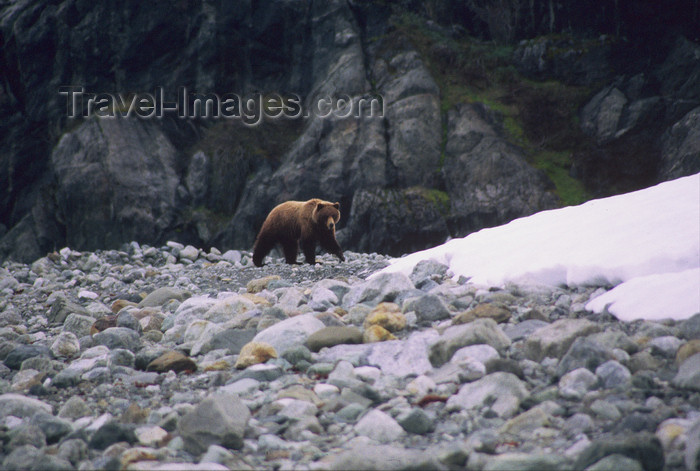 alaska161: Alaska - Glacier bay - grizzly bear - photo by E.Petitalot - (c) Travel-Images.com - Stock Photography agency - Image Bank