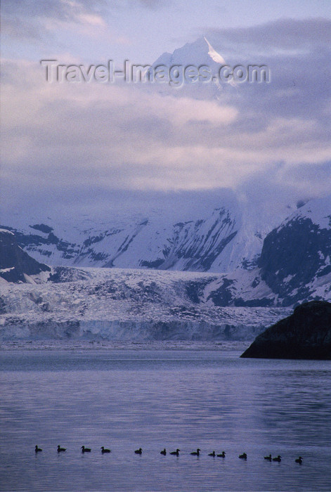 alaska162: Alaska - Glacier bay - group of ducks in Johns Hopkins inlet - photo by E.Petitalot - (c) Travel-Images.com - Stock Photography agency - Image Bank