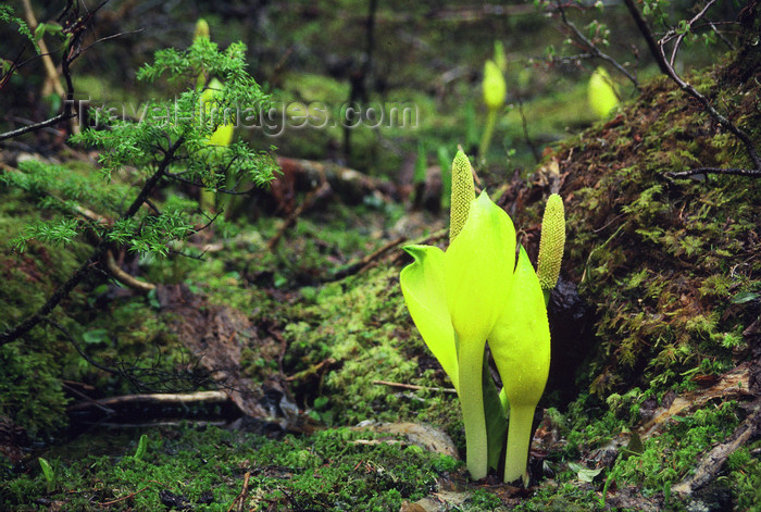 alaska163: Alaska - Glacier bay - humid area flower of South Alaska - photo by E.Petitalot - (c) Travel-Images.com - Stock Photography agency - Image Bank