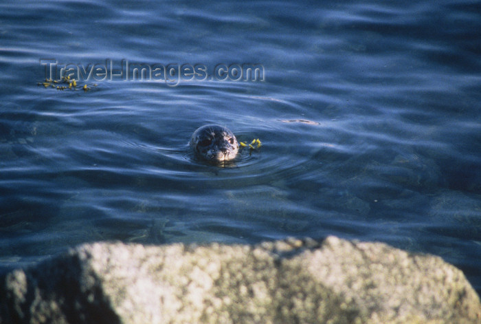 alaska168: Alaska - Glacier bay - lonesome seal - photo by E.Petitalot - (c) Travel-Images.com - Stock Photography agency - Image Bank