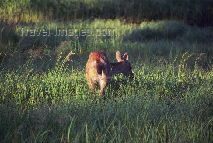 alaska170: Alaska - south - a hind eating grass - photo by E.Petitalot - (c) Travel-Images.com - Stock Photography agency - Image Bank