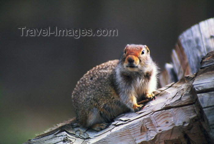 alaska171: Alaska - rodent - photo by E.Petitalot - (c) Travel-Images.com - Stock Photography agency - Image Bank