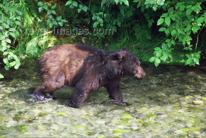 alaska174: Alaska - Yukon river: bear looking for salmons - photo by E.Petitalot - (c) Travel-Images.com - Stock Photography agency - Image Bank