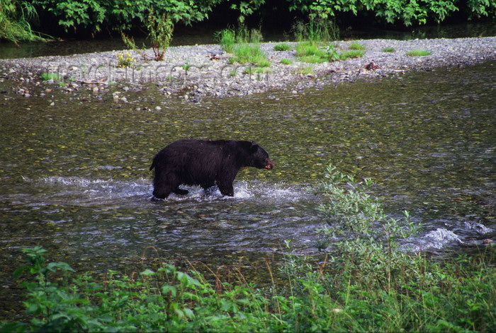 alaska175: Alaska - Yukon river: black bear looking for salmons - photo by E.Petitalot - (c) Travel-Images.com - Stock Photography agency - Image Bank