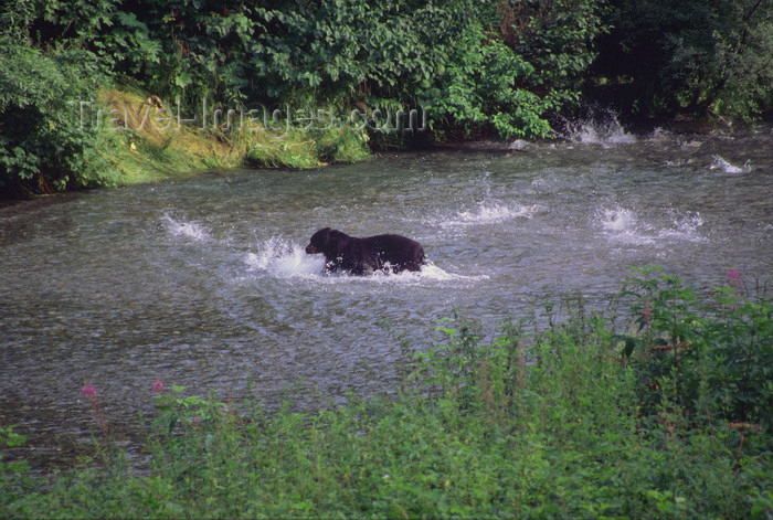alaska176: Alaska - Yukon river: black bear trying to catch salmons - photo by E.Petitalot - (c) Travel-Images.com - Stock Photography agency - Image Bank