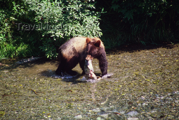 alaska177: Alaska - Yukon river: brown bear eating a salmon - photo by E.Petitalot - (c) Travel-Images.com - Stock Photography agency - Image Bank