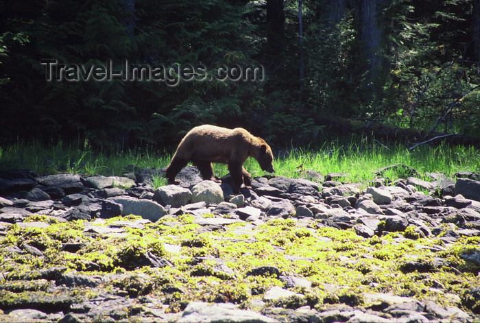 alaska178: Alaska - Admiralty island: brown bear on a stony bank - photo by E.Petitalot - (c) Travel-Images.com - Stock Photography agency - Image Bank