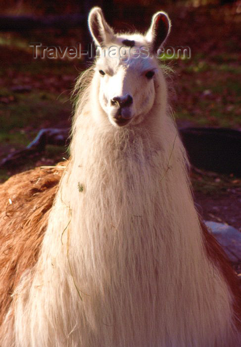 alaska18: Alaska - Anchorage / ANC: Llama / Lama at the zoo - Lama glama - camelid - photo by F.Rigaud - (c) Travel-Images.com - Stock Photography agency - Image Bank