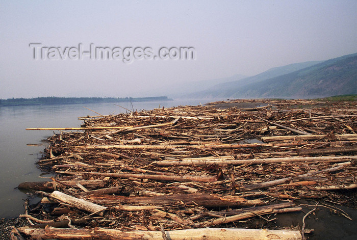 alaska184: Alaska - Yukon river: trunks along the banks - photo by E.Petitalot - (c) Travel-Images.com - Stock Photography agency - Image Bank