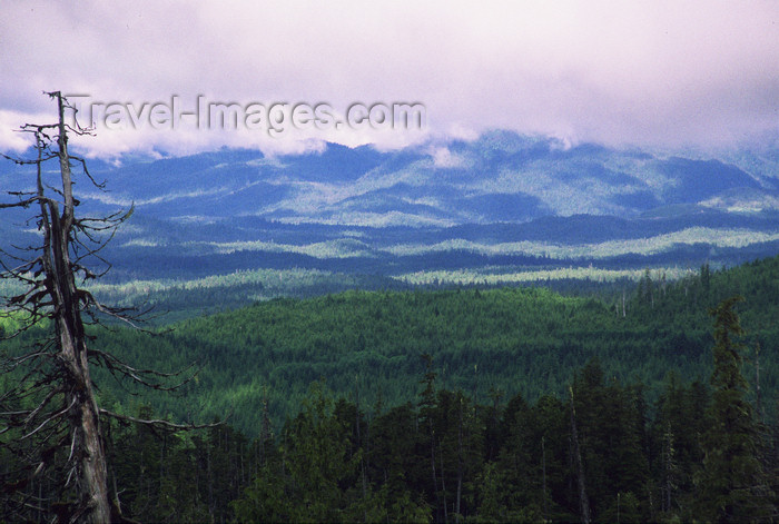 alaska187: Alaska - Prince of Wales island: pine forest - photo by E.Petitalot - (c) Travel-Images.com - Stock Photography agency - Image Bank