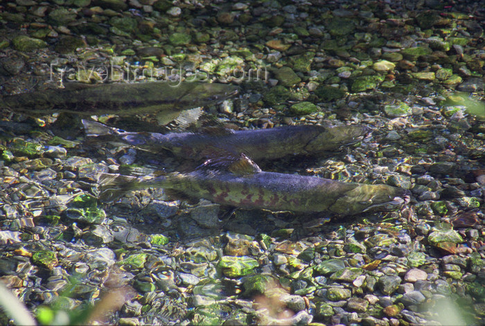 alaska188: Alaska - Yukon river: salmons come back up the river, to where they born - photo by E.Petitalot - (c) Travel-Images.com - Stock Photography agency - Image Bank