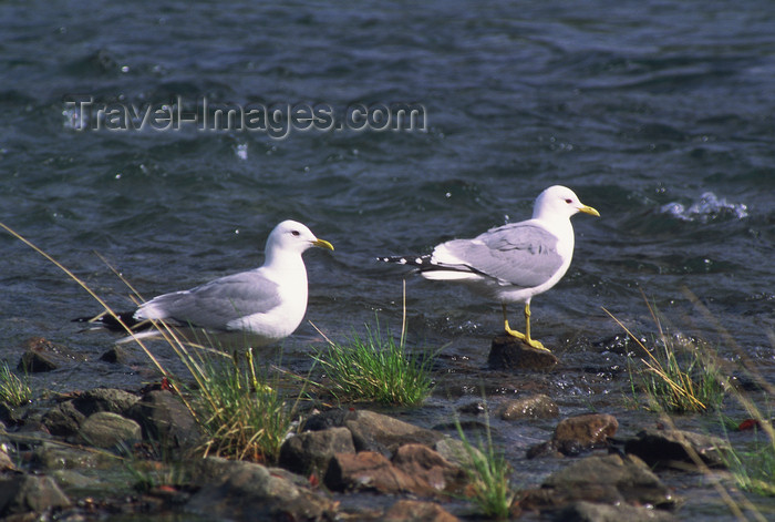 alaska189: Alaska - Yukon river: seagulls - photo by E.Petitalot - (c) Travel-Images.com - Stock Photography agency - Image Bank