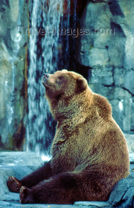 alaska19: Alaska - Anchorage: grizzly bear at the zoo - Ursus arctos - photo by F.Rigaud) - (c) Travel-Images.com - Stock Photography agency - Image Bank