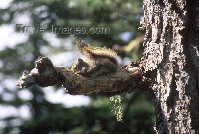 alaska191: Alaska - squirrel on a tree - photo by E.Petitalot - (c) Travel-Images.com - Stock Photography agency - Image Bank