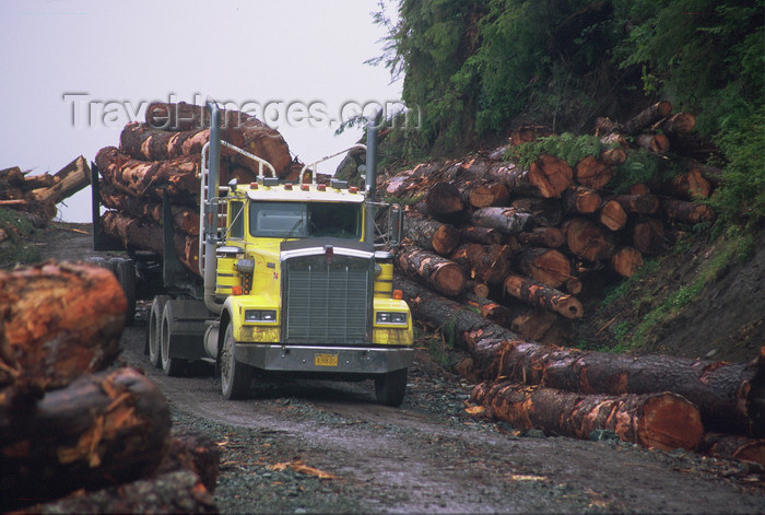 alaska196: Alaska - Prince of Wales island: truck transporting pine trunks - photo by E.Petitalot - (c) Travel-Images.com - Stock Photography agency - Image Bank