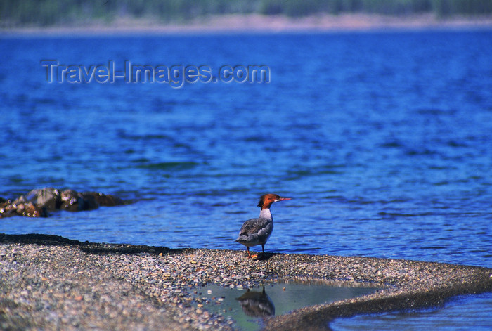 alaska198: Alaska - Yukon river: water bird  - photo by E.Petitalot - (c) Travel-Images.com - Stock Photography agency - Image Bank