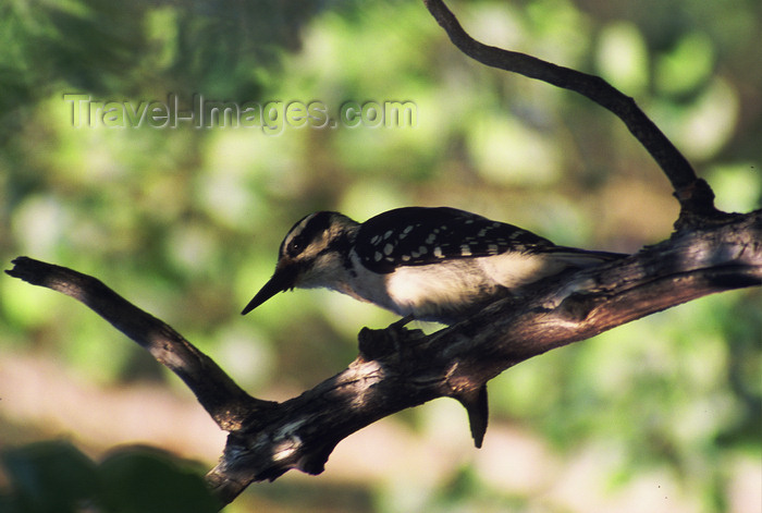 alaska199: Alaska - woodpecker - photo by E.Petitalot - (c) Travel-Images.com - Stock Photography agency - Image Bank