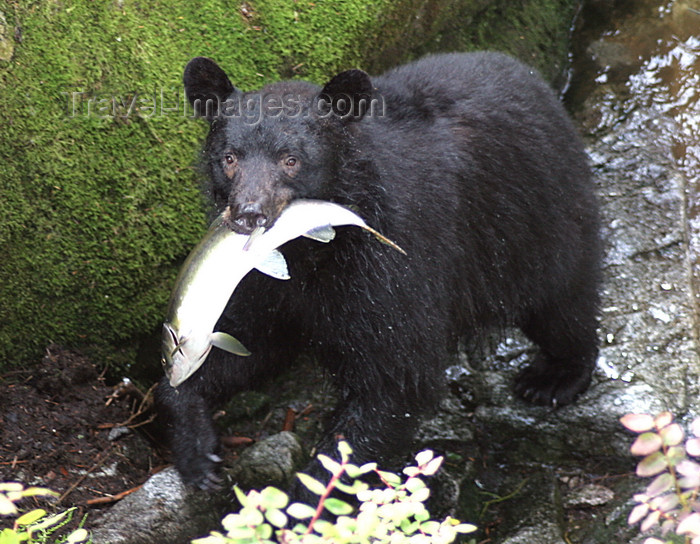 alaska200: Wrangell Island, Alexander Archipelago, Alaska: a bear and his salmon  - photo by R.Eime - (c) Travel-Images.com - Stock Photography agency - Image Bank