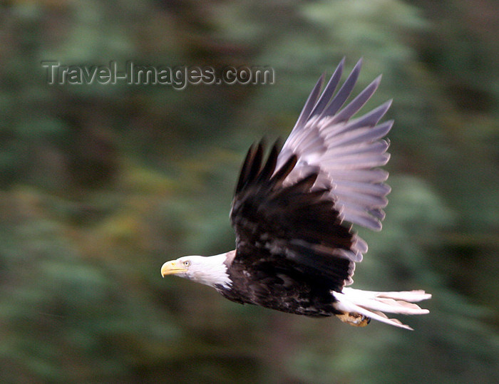 alaska201: Wrangell Island, Alexander Archipelago, Alaska: Bald Eagle in flight- Tongass National Forest - photo by R.Eime - (c) Travel-Images.com - Stock Photography agency - Image Bank