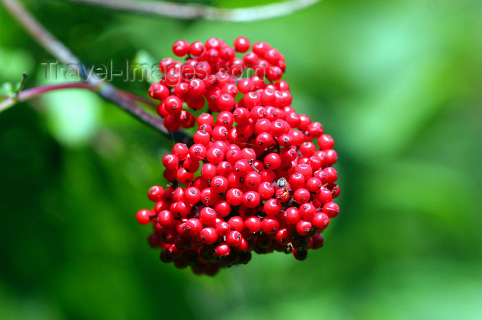 alaska202: Wrangell Island, Alexander Archipelago, Alaska: red berries - photo by R.Eime - (c) Travel-Images.com - Stock Photography agency - Image Bank