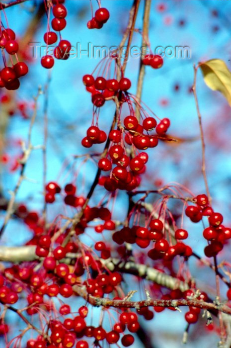 alaska32: Alaska - Fairbanks / FAI: berries - photo by F.Rigaud - (c) Travel-Images.com - Stock Photography agency - Image Bank