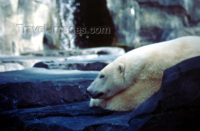 alaska44: Alaska - Anchorage: polar bear taking a siesta - the zoo - Ursus maritimus - photo by F.Rigaud - (c) Travel-Images.com - Stock Photography agency - Image Bank