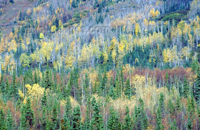 alaska45: Alaska - Anchorage: forest - photo by F.Rigaud - (c) Travel-Images.com - Stock Photography agency - Image Bank