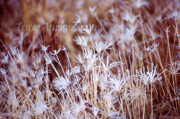 alaska51: Alaska - Anchorage: in the fields - photo by F.Rigaud - (c) Travel-Images.com - Stock Photography agency - Image Bank