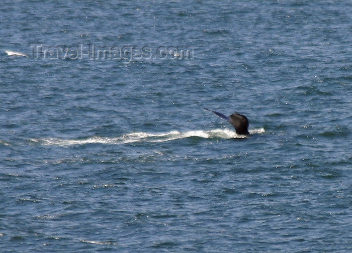 alaska60: Alaska's Inside Passage : whale watching (photo by Robert Ziff) - (c) Travel-Images.com - Stock Photography agency - Image Bank