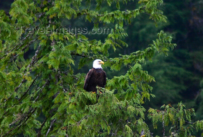 alaska77: Alaska - Juneau: Bald Eagle in its natural habitat - Haliaeetus leucocephalus - raptor - bird of prey (photo by Robert Ziff) - (c) Travel-Images.com - Stock Photography agency - Image Bank