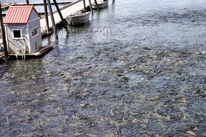 alaska82: Alaska - Juneau: salmon running (photo by Robert Ziff) - (c) Travel-Images.com - Stock Photography agency - Image Bank