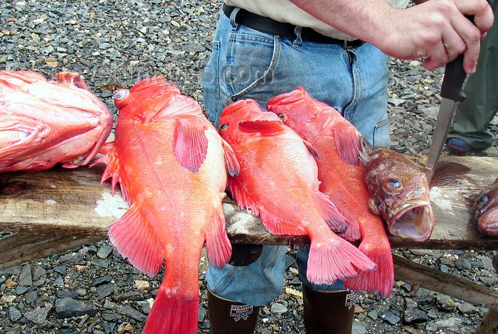 alaska84: Alaska - Ketchikan: Fishing with Baranoff - the catchj (photo by Robert Ziff) - (c) Travel-Images.com - Stock Photography agency - Image Bank