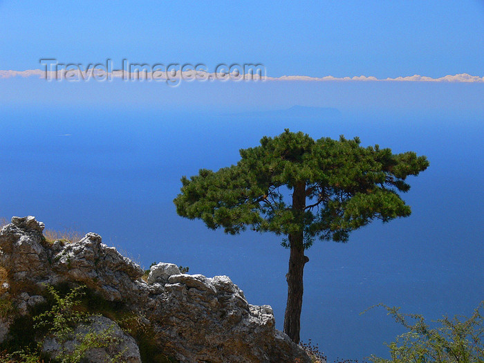 albania134: Llogara National Park, Vlorë country, Albania: pine tree and the Adriatic sea - photo by J.Kaman - (c) Travel-Images.com - Stock Photography agency - Image Bank