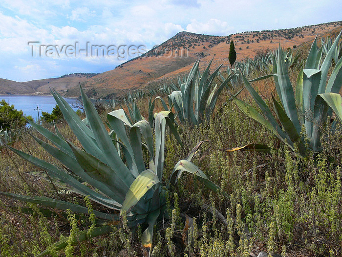 albania141: Vlorë county, Albania: Aloe vera - landscape between Dhermi and Qeparo - photo by J.Kaman - (c) Travel-Images.com - Stock Photography agency - Image Bank