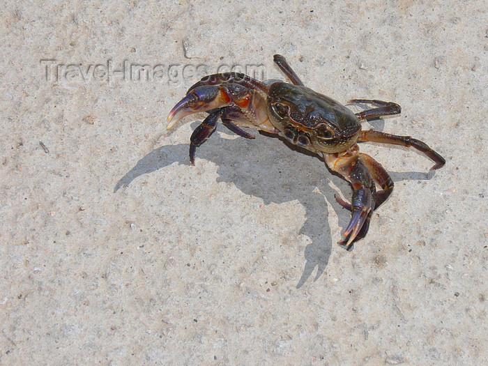 albania181: Pogradec, Korçë County, Albania: Ohrid Lake - crab on the white sand - defensive posture - photo by J.Kaman - (c) Travel-Images.com - Stock Photography agency - Image Bank