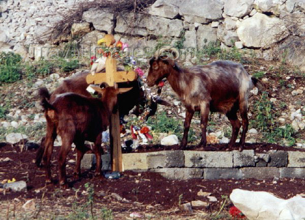 albania6: Albania / Shqiperia - Lezhe / Lezhë - outskirts: Goats at a village cemetery (Christian) - photo by M.Torres - (c) Travel-Images.com - Stock Photography agency - Image Bank