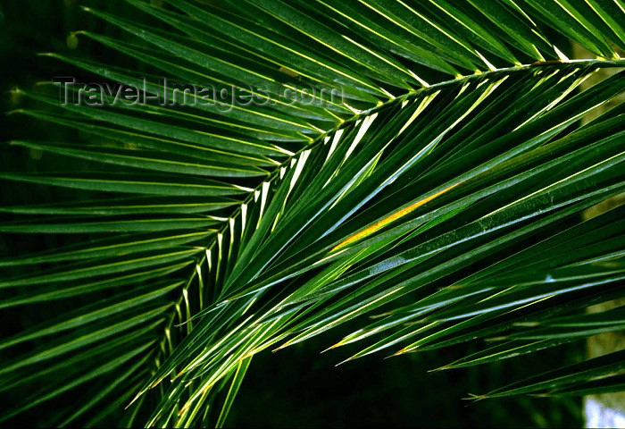 algeria1: Algeria / Algérie - Biskra (BSK): palm-tree leaf - detail - photo by C.Boutabba - feuille de palmier - détail - (c) Travel-Images.com - Stock Photography agency - Image Bank