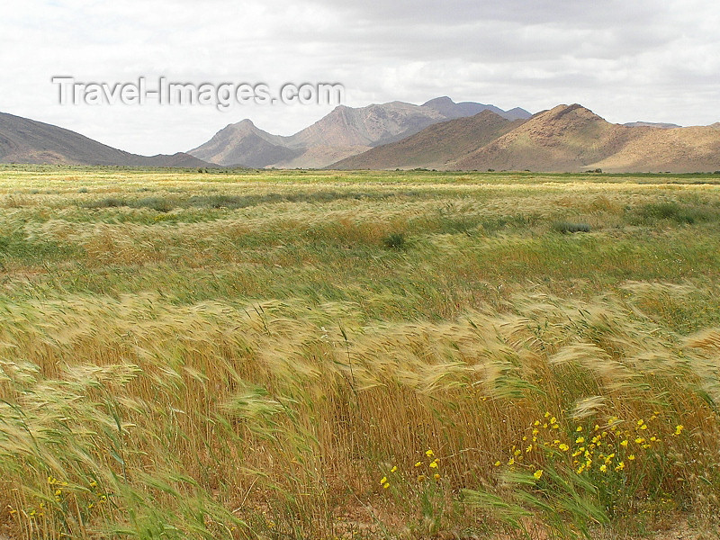 algeria111: Algérie / Algerie - Fertile valley - photo by J.Kaman - Vallée fertile - (c) Travel-Images.com - Stock Photography agency - Image Bank